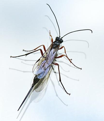 Coleocentrus sp.